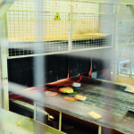 Müllsortierung Zen Robotics