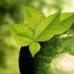 Green Economy