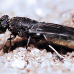 Hermetia illucens Black soldier