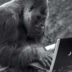 Affe, Laptop