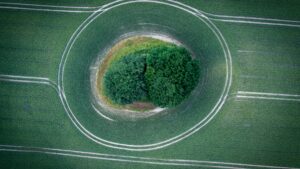 Draufsicht eines großen Baums, der in einem grünen Feld steht und um den herum ein kreisförmiger Weg führt